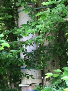 Schiffertree Mai 2025 