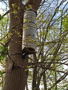 Schiffer Tree in Neumünster 2025 im Mai