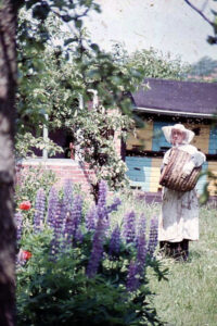 Bienenschwarm