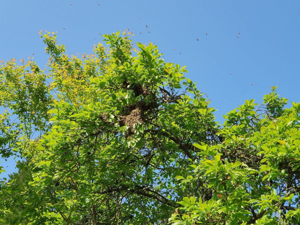 Bienenschwarm