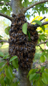 Bienenschwarm