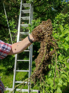 Bienenschwarm