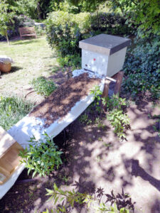 Bienenschwarm