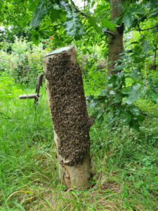 Bienenschwarm