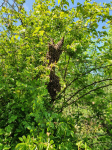 Bienenschwarm