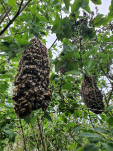 Bienenschwarm