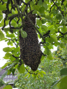Bienenschwarm