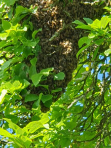 Bienenschwärme
